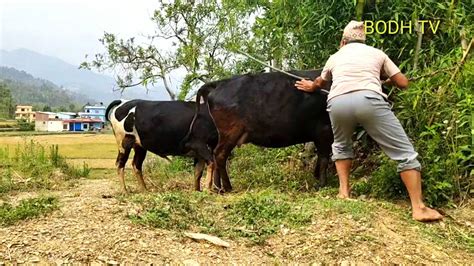 cow and boy sex|Horny man fucks a cow and cums inside it .